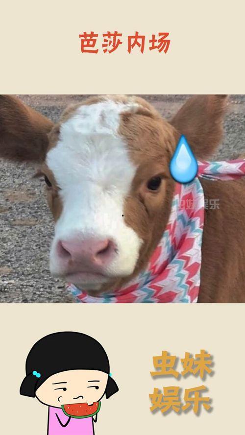 娱乐吃瓜酱鸭鸭,揭秘娱乐圈那些鲜为人知的幕后故事